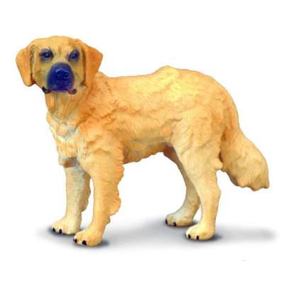 Pies rasy golden retriever